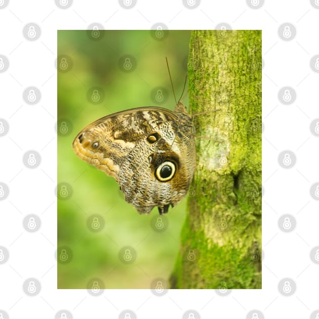 cbs owl butterfly by pcfyi