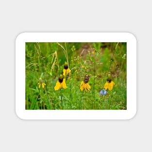 Glen Haven Wildflower Study 1 Magnet