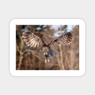 Great Grey Owl swoops down Magnet
