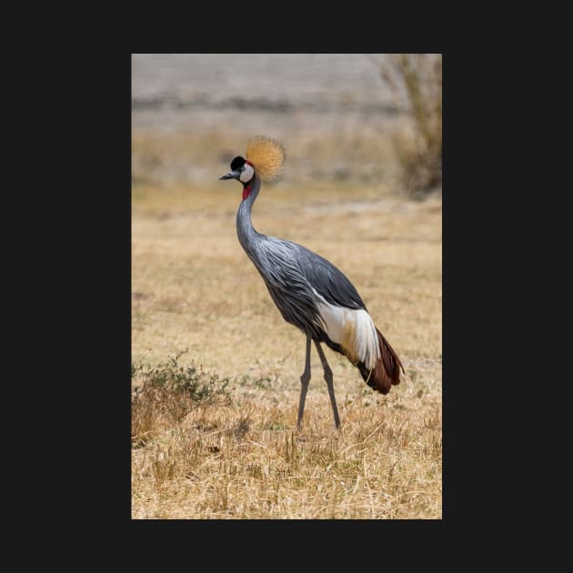 Grey Crowned Crane by njones