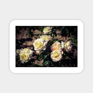 Yellow roses Magnet