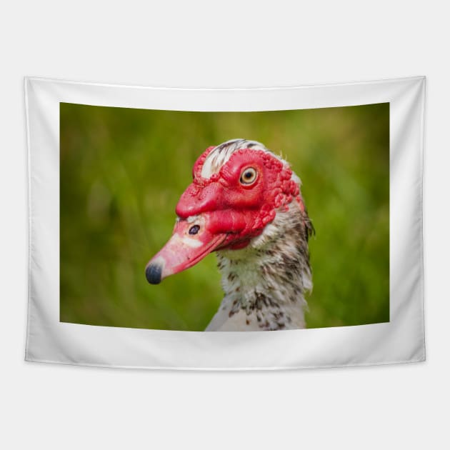 Muscovy Duck - 2011 Tapestry by SimplyMrHill