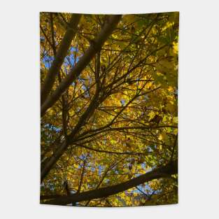 Up a Tree in Autumn Tapestry