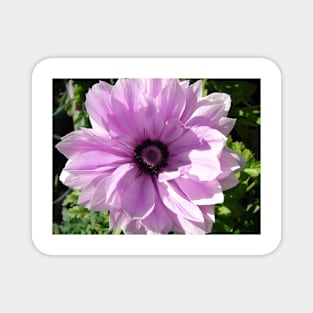 Purple Rannunculus Spring Flower Photo Magnet