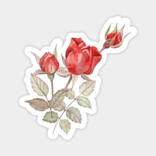 Red rose buds watercolor painting Magnet