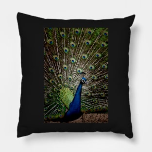 The Peacock Pillow