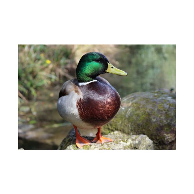 Mallard Duck by pinkal