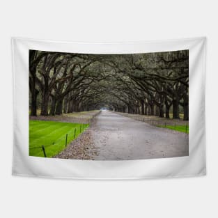 Wormsloe Plantation’s Driveway Tapestry