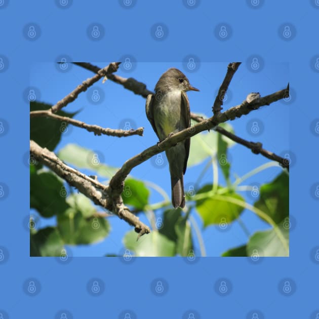 Eastern Wood-Pewee No.1 by MaryLinH