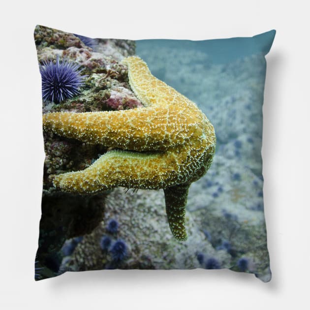 Starfish Underwater Pillow by StylishPrinting