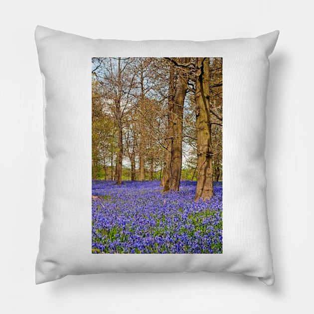 Bluebell Woods Greys Court Oxfordshire England Pillow by AndyEvansPhotos