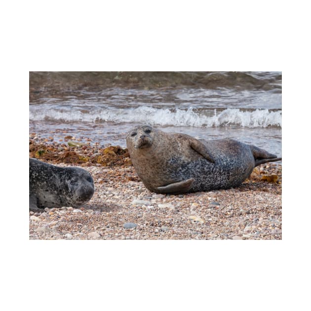 Two common seals at Portgordon Scotland by dianecmcac