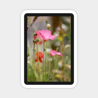 Poppies Magnet