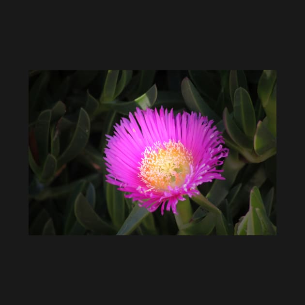 Pink Ice Plant Flower by oknoki