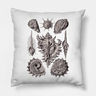 Ernst Haeckel Prosobranchia Sea Shells Aubergine Pillow