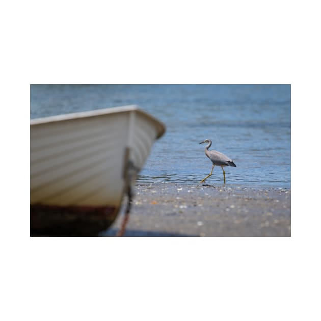 White-faced heron juvenile at waters edge beyond bow of boat by brians101