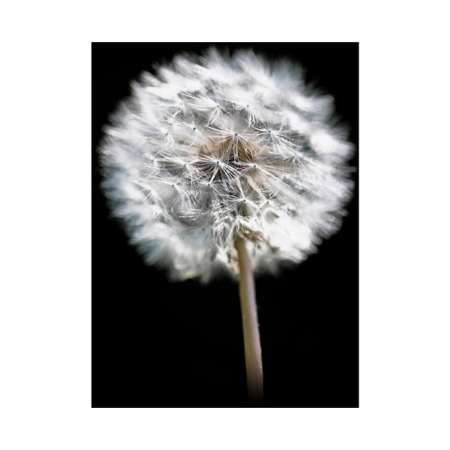 Dandelion Seed Head by GrahamPrentice