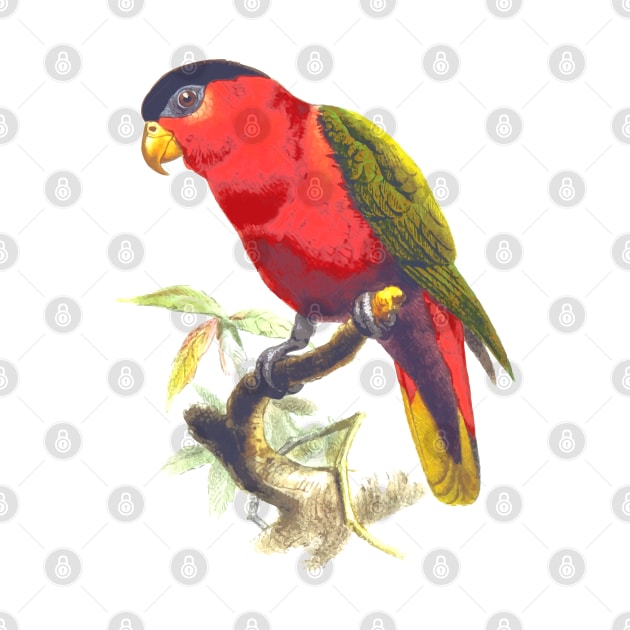 Parrot. by LeonLedesma