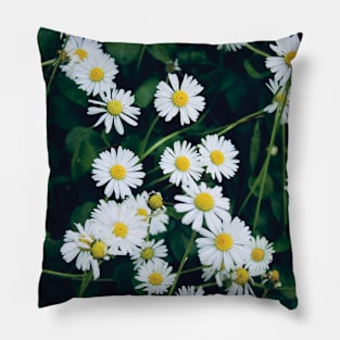 Wild Daisies Pillow