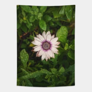 autumn aster Tapestry