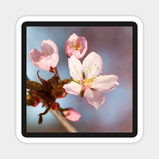 Cherry Blossom Magnet