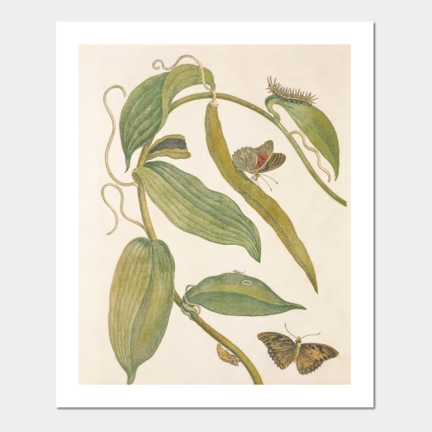 Vintage Flower Color Pencil Hand Drawing Art Posters And Art