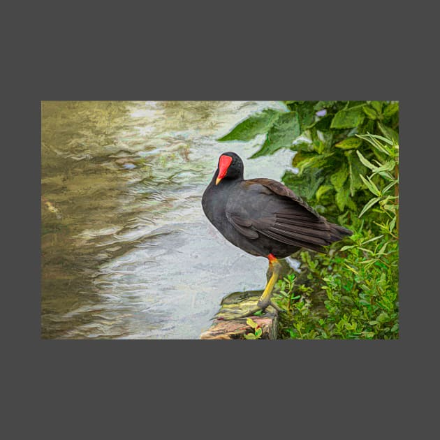 Common Gallinule at Edge of Water - Painterly by Debra Martz