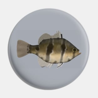 Black Banded Sunfish Pin