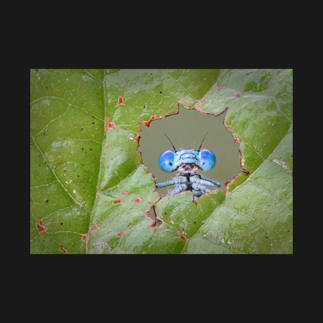 Common Blue Damselfly Looking through a Hole in a Leaf by TonyNorth