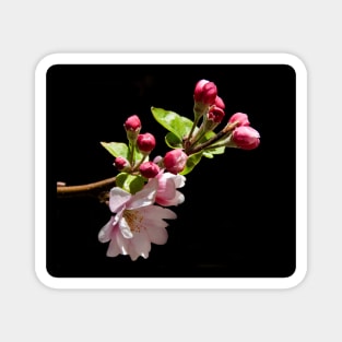 Apple Blossom Time Magnet