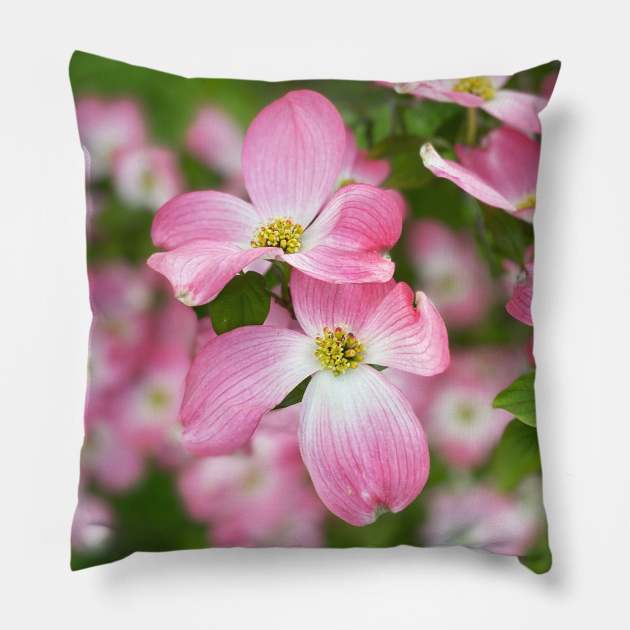 Dogwood Flowers in Spring Pillow by Nicholas Lee