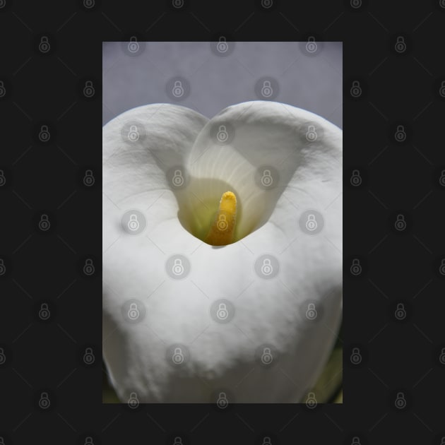 White Calla Lily by MolinArte