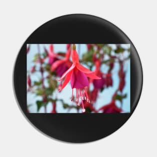 Fuchsia &#39;Pink Fizz&#39; Pin