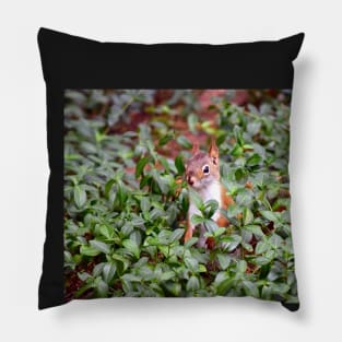 Baby Squirrel in Periwinkle Pillow