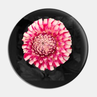 Pink and white dahlia designs Pin