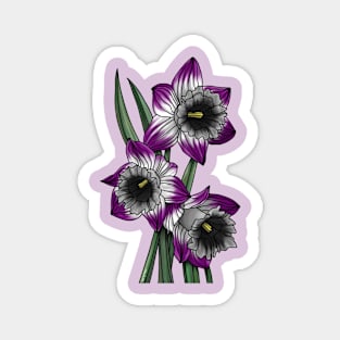 Ace Daffodils Magnet