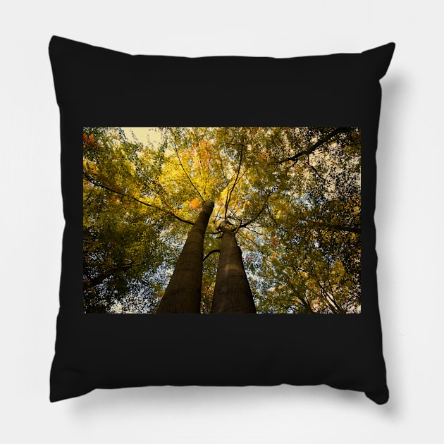 Canopy of Leaves Pillow by Nigdaw