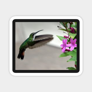 Hummingbird Magnet