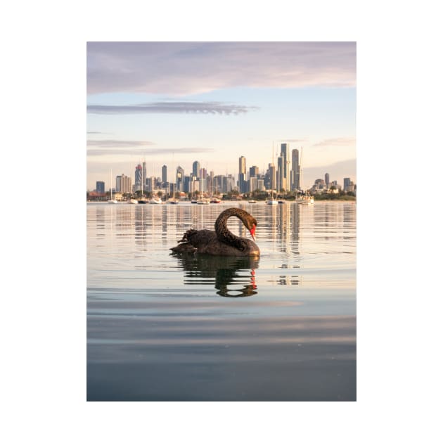 Melbourne Swan at St Kilda Pier by LukeDavidPhoto