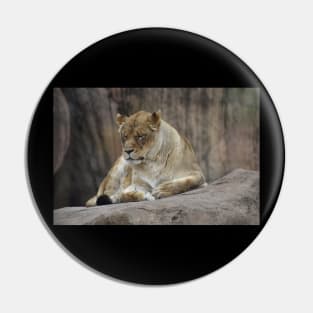 Lioness Pin