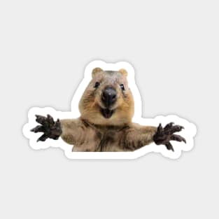 Quokka welcoming arms Magnet