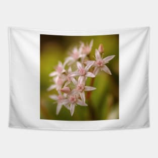 Jade plant flowers Tapestry