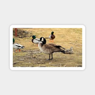 Canada Goose With Mallard Ducks Magnet