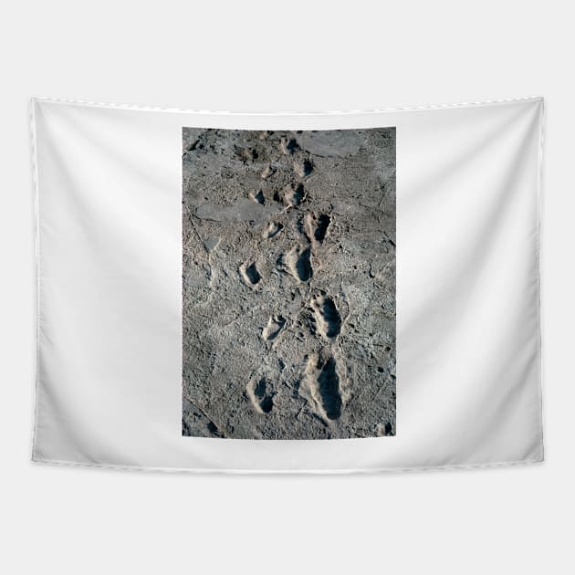 Trail of Laetoli footprints. (E437/0041) Tapestry by SciencePhoto