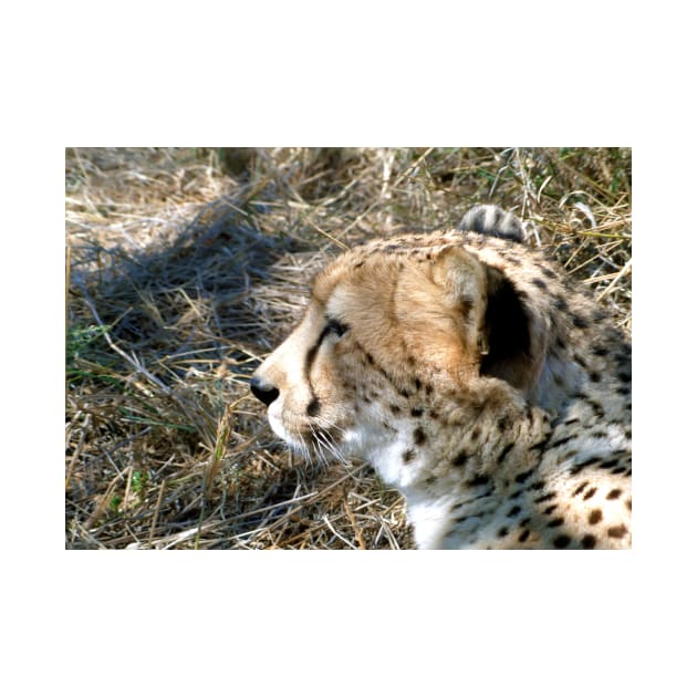 Cheetah portrait, up close and personal by GrahamCSmith