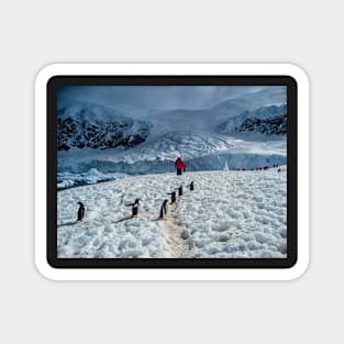 Walking with penguins in Antarctica Magnet