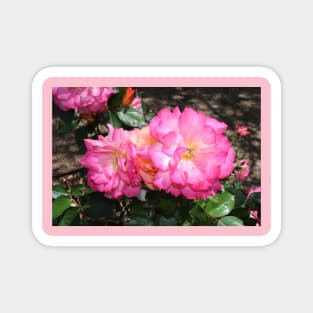 Pink Rose Magnet