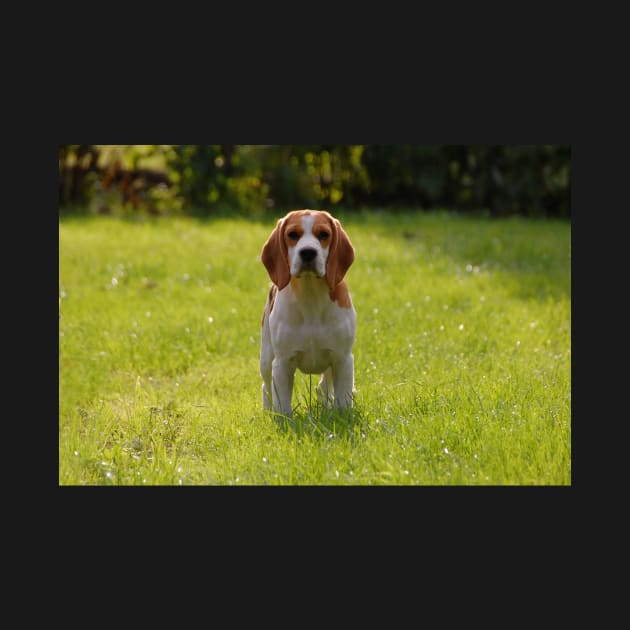 Beagle in field by Wanderingangel