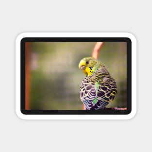 Budgerigar Magnet