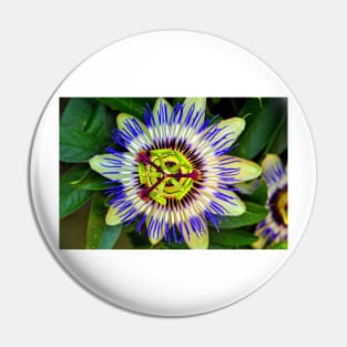 Passion Flower Summer Flowering Plant Pin